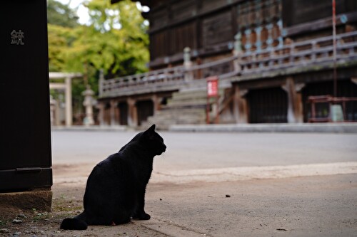 gokokuji cat